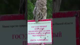 Филин охраняет заповедник дикие животные в Сибири увидел популярный блогер охота запрещена баженит [upl. by Darlene]