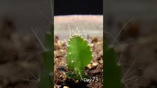 Dragon fruit time lapse dragonfruit gardening [upl. by Nimaj]