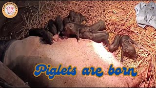 Hundreds of Piglets Born CloseUp of the Miraculous Moment When the Mother Pig Gives Birth [upl. by Nelloc]