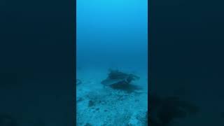 Tiger Shark Malapascua Island [upl. by Eboh]