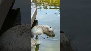 Travel vlog Swimming capybara 水豚 masbro ｜kobe animal kingdom [upl. by Ymled]