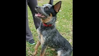 Australian Cattle Dog Rescue [upl. by Cosimo]