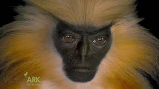 An endangered Gee’s golden langur Trachypithecus geei at the Assam State Zoo [upl. by Moore886]