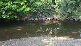 Common Merganser ducks diving and flitting 20230626 [upl. by Siouxie]