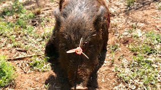 AMAZING HEAD SHOT Texas Hog Bowhunt Solid Legend Broadhead [upl. by Kiernan69]