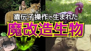 【遺伝子操作】人間の魔改造で生まれたヤバい生き物4選 [upl. by Halfdan]