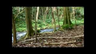 Jungle Hike Kauai Hawaii 2012 [upl. by Eleph]