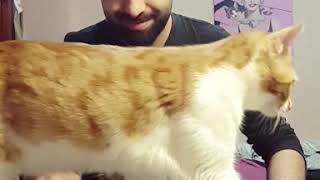 quotHe is a pianist cat and he doesnt like being disturbed while playing piano😒😂 Watch till end [upl. by Lordan306]