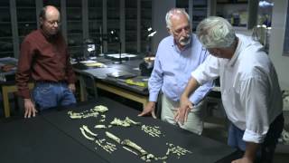 The Evolution of Bipedalism — HHMI BioInteractive Video [upl. by Rhine142]