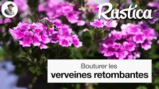 Bouturer la verveine retombante [upl. by Gallenz]