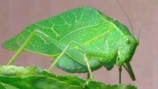 The Katydid Leaf Bug [upl. by Lesko]