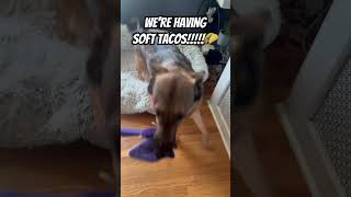 Youre My Friend Now Were Having Soft Tacos Later🌮 memes k9 funny viral cute shorts dog [upl. by Kwarteng]