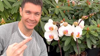 Getting My Orchid to Bloom Again  How to Make Your Phalaenopsis Orchid Rebloom [upl. by Williamsen305]