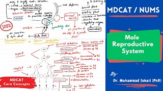 MDCAT  Male Reproductive System  Spermatogenesis  Role of Hormones [upl. by Prisilla]