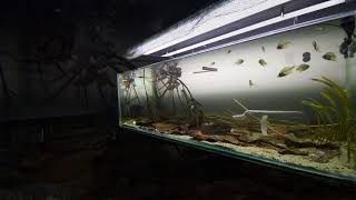 Indian Glassfish Biotope [upl. by Acirtap]