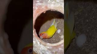 My Finch Laid Eggs 😍🥳 shorts [upl. by Notsreik954]