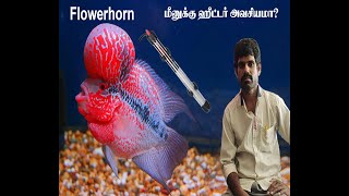 Flowerhorn fish Heater போடலாமா  Fish Review  aqua fish update on tamil [upl. by Rossie]