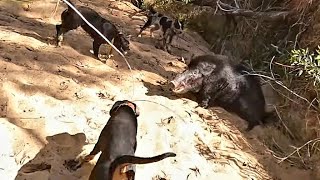 Two Good Boars in Two Good Hunts Pig Hunting Wild Boar in Australia With dogs [upl. by Trainer]