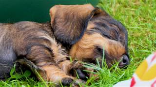 Siesta with wirehaired dachshund puppies [upl. by Nired]