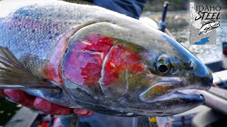 The BIGGEST Summer STEELHEAD In The USA Idaho Steelhead Fishing [upl. by Wallis]