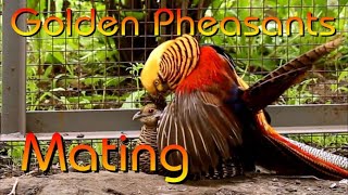 Golden Pheasants Mating [upl. by Ijnek]