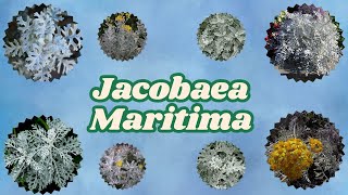 Conheça a Planta Jacobaea Maritima [upl. by Jennette]