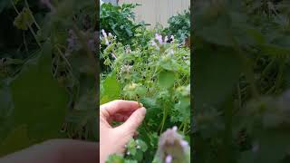 TN edible plant Henbit [upl. by Aisila]