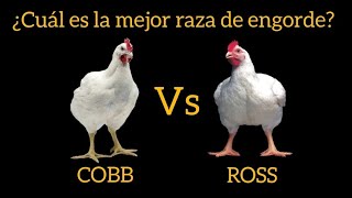 Cuál es la mejor raza de pollos de engorde Cobb o Ross Características ventajas y desventajas [upl. by Adnaloj55]