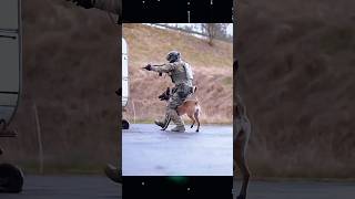 K9 Athena advanced training exercise  k9protection k9training military army belgianmalinois [upl. by Giah]