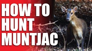 How to Hunt Muntjac [upl. by Keene14]