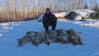 On the Trapline Ep 2  More Coyotes and More Problems [upl. by Pebrook]