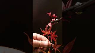 Rooting Japanese Maple Cuttings [upl. by Ecidna]