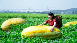 How to Harvest Oriental Pickling Melon Goes To The Market Sell  and Cooking  Tieu Vy Daily Life [upl. by Gnivri]