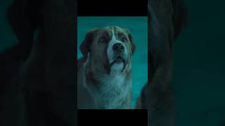 There can only be one lead dog in a sled dogshorts viralvideo shortsvideo [upl. by Augusta]