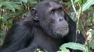 Chimpanzees of Kibale National Park  Uganda [upl. by Gnilrets]