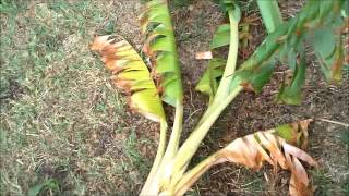 How to Transplant a Banana tree [upl. by Shaffer647]