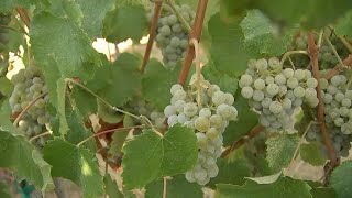 Grape harvest kicks off early in Livermore Wine Country under challenging conditions [upl. by Ynatirb]