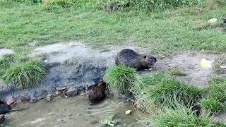 A family of rodents magnificent nutria in the wild lake savor foodanimals [upl. by Ztnahc]