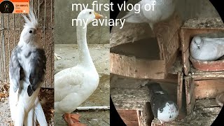 Make small to big farm about birds and this my first vlog [upl. by Bora]