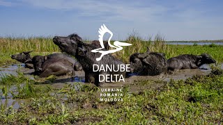 Welcome in the Danube Delta [upl. by Koerlin153]