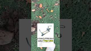 Moles part 1  Trapping moles in lawn with Trapline mole traps [upl. by Anirehtak965]