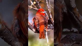 A lovely Hepatic tanager bird [upl. by Ennahoj809]