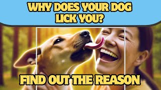 Why does your dog lick you Find out why [upl. by Yesdnyl]