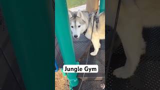 Playground Play for Building Confidence in Dogs [upl. by Batha420]