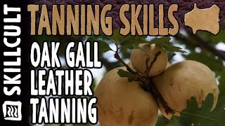 Oak Gall Tanning Experiment and CASE HARDENING PANIC AHHHH [upl. by Mcquillin]