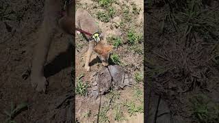 Coyote Going Crazy On A Leash  Hilarious [upl. by Ahsinej]