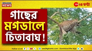 MalBlock leopard  মাল ব্লকে চা বাগানে গাছের মগডালে চিতাবাঘ  Zee 24 Ghanta [upl. by Ahsanat]