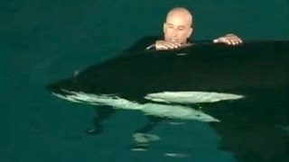 Caught on tape Whale nearly drowns SeaWorld trainer [upl. by Oine]