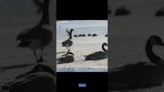 Snow Goose🌟🦢 Habitat Migration and More facts wildlife animals goose [upl. by Garrity975]