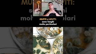 🍄Funghi particolari LIEVITI e MUFFE [upl. by Roche]